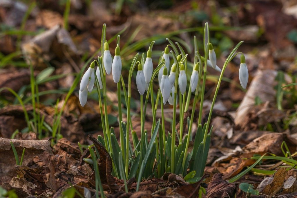 snowdrop, plants, flower-8584054.jpg